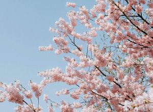 德国赏樱花地点推荐 赏樱花把握时间是关键